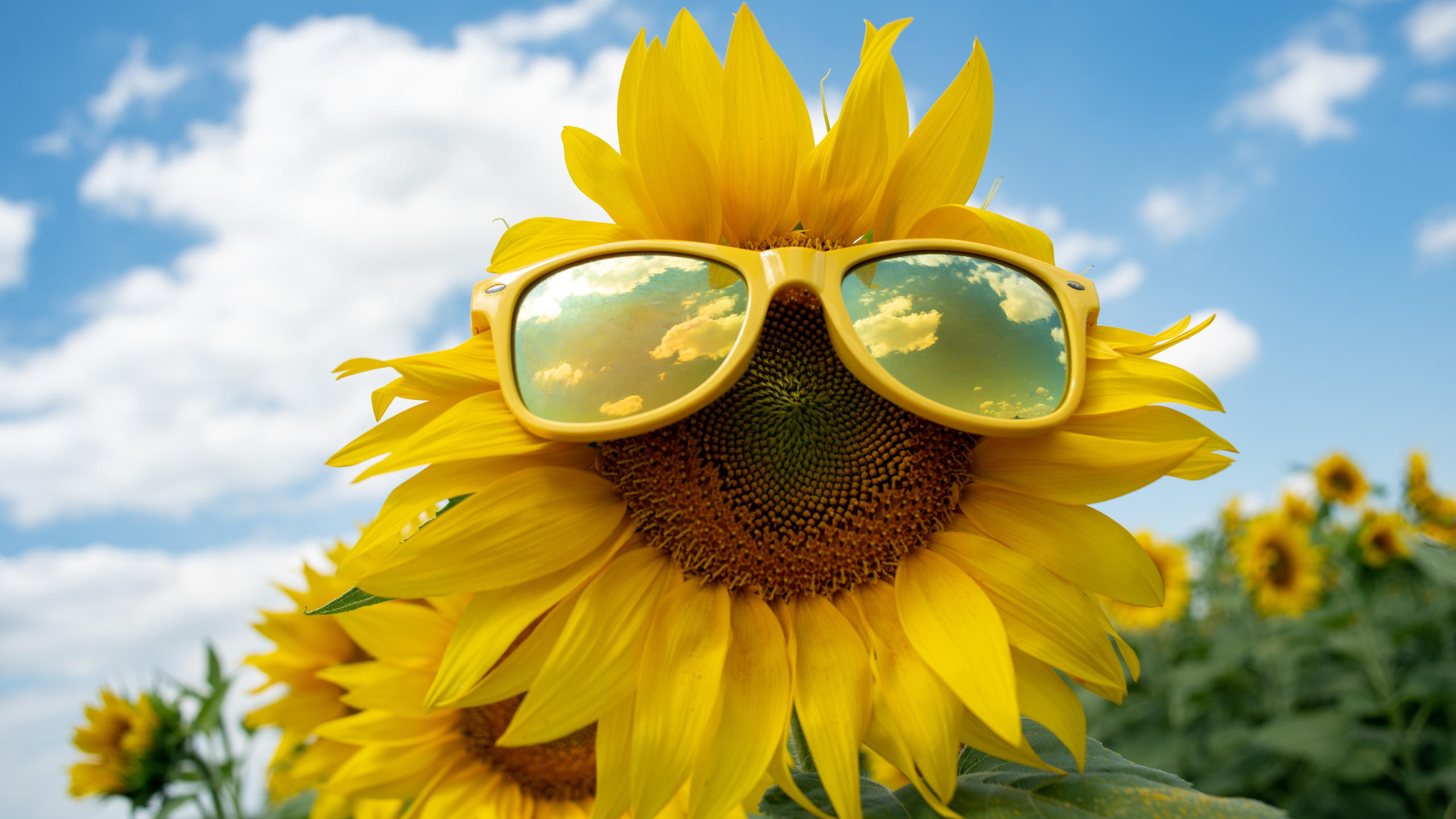 Ideale Ausrichtung und Neigung für PV-Module - Sonnenblume mit Brille