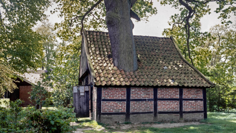 Dachdecker-Notdienst - Alter Baum, der durchs Dach eines Landhauses gewachsen ist